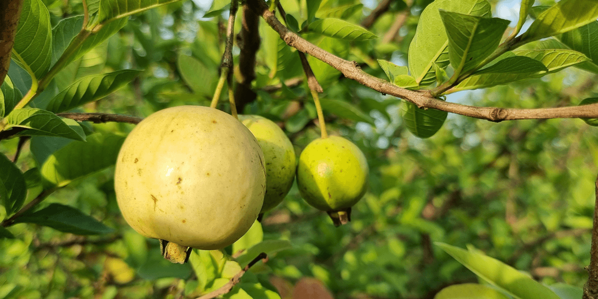 Fruits